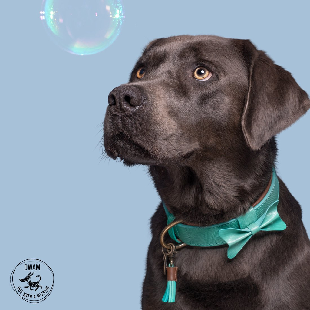 Dog With A Mission Boomer Kragen